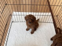 Kore Poodle