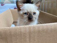 British shorthair güzelime yuva