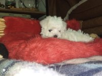 Maltese Terrier Yavru Dişi