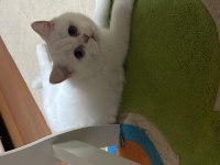 Kızımıza yeni ev british shorthair