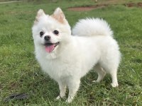 Pomeranian Boo Köpeğim