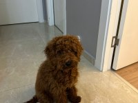 6 AYLIK TOY POODLE