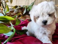 Maltese Terrier Yuvamın Minik Patilileri