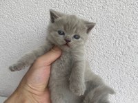 British shorthair Kedisi
