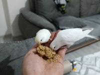 5 aylık eş renk güzeli oyuncu muhabbet kuşu yavrular