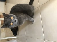 2 yaşında Dişi British Shorthair