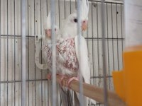 Sezonun son sultan yavruları 2 aylık bebek kuşlar