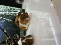 GİNEPİG YAVRULARI CİTYPETSHOP