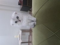 Silver Scottish Fold