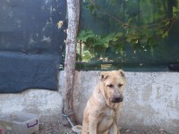 Kangal yavruları