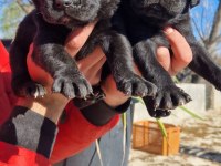 DEV CANE CORSO A KALİTE YAVRULARIMIZ