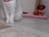 Scottish fold dişi