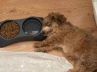 Morkie cinsi Cokie yavrumuzu sahiplendiriyoruz