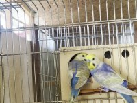 Genç Rainbow Çift Muhabbet Kuşu