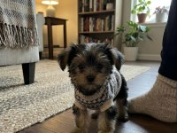 Yorkshire terrier teacup