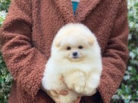 Orjinal Pomeranian