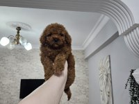 Orjinal her boy toy poodle bebekler