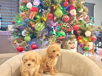 Yeni yıl maltipoo bebekleri yeni evine gitmeye hazır