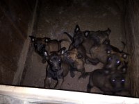 Kişi ve alan koruma malinois