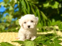 Kar Beyaz Maltese Terrier Yavrular