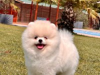 Daha İyisi Yok Gercek Teddy Bear Pomeranian