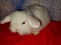 Teddy lop tavşan yavrular mavi göz