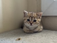 Sağlıklı british shorthair hazır yavrular