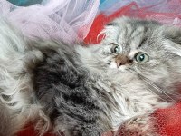 Çok Güzel Highland Scottish Fold