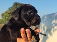 Dünya şampiyonu kan hattı cane corso