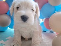 Minyatür schnauzer bebekler