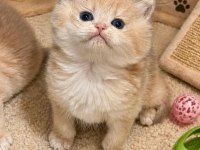 British Shorthair Ay12