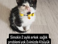 Çok Uysal Yavru Kedimiz