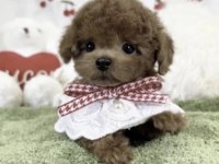Toy Poodle A Kalite Safkan Kore