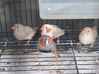 2 dişi ve 2 erkek kuşumuz