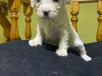 Maltese beyaz köpeği