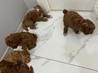 5 adet dişi erkek poodle