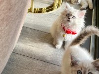 British shorthair bluepoint İki adet