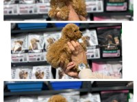 Toy Poodle Dişi 60 Günlük