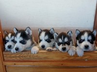 MASKELİ MAVİ GÖZLÜ SAFKAN HUSKY YAVRULAR