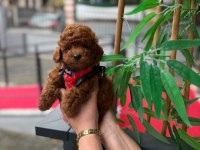 Premium Görünümlü Toy Poodle Yavrumuz