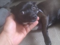 Şivava (Chihuahua) Köpeğimiz