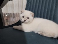 2.5 aylık erkek safkan scottish fold blue point