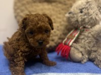 Red Brown Toy Poodle Yavrular