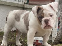 Türkiyenin ilk ve tek merle İngiliz bulldog yavruları