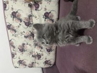 5 tatlı british shorthair yavru