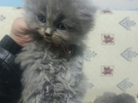OYUNCU UYSAL KEDİMİZ YUMAK YENİ YUVASINI ARIYOR