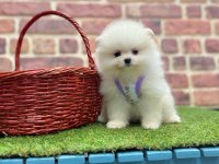 Mersinden Pomeranian Boo Köpeğimiz