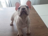 Üst düzey exotic french bulldog 4 aylık erkek