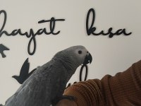 Full Evcil Papağan Çeşitlerimiz Sizleri EvcilPet54
