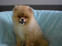 BEBEKLER BEBEĞİ POMERANİAN BOO